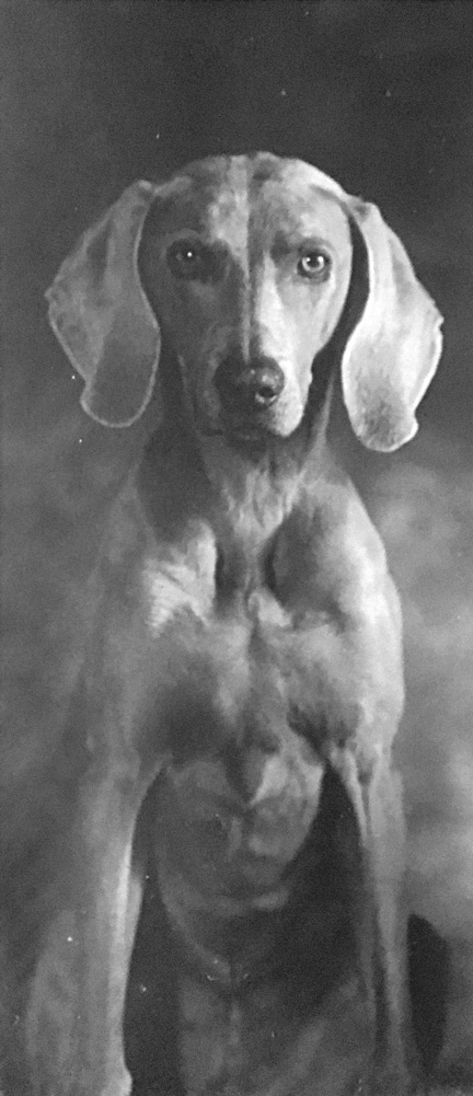 Flox, x-ray eyes — Wenda Douma (es)